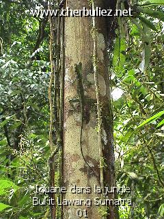 légende: Iguane dans la jungle Bukit Lawang Sumatra 01
qualityCode=raw
sizeCode=half

Données de l'image originale:
Taille originale: 179901 bytes
Temps d'exposition: 1/100 s
Diaph: f/280/100
Heure de prise de vue: 2002:09:27 14:07:59
Flash: oui
Focale: 91/10 mm
